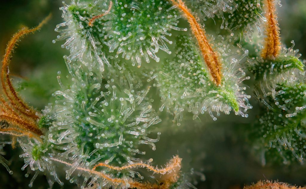 cannabis strain up close
