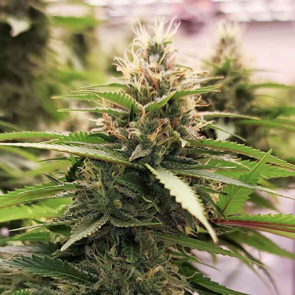 cannabis plant up close