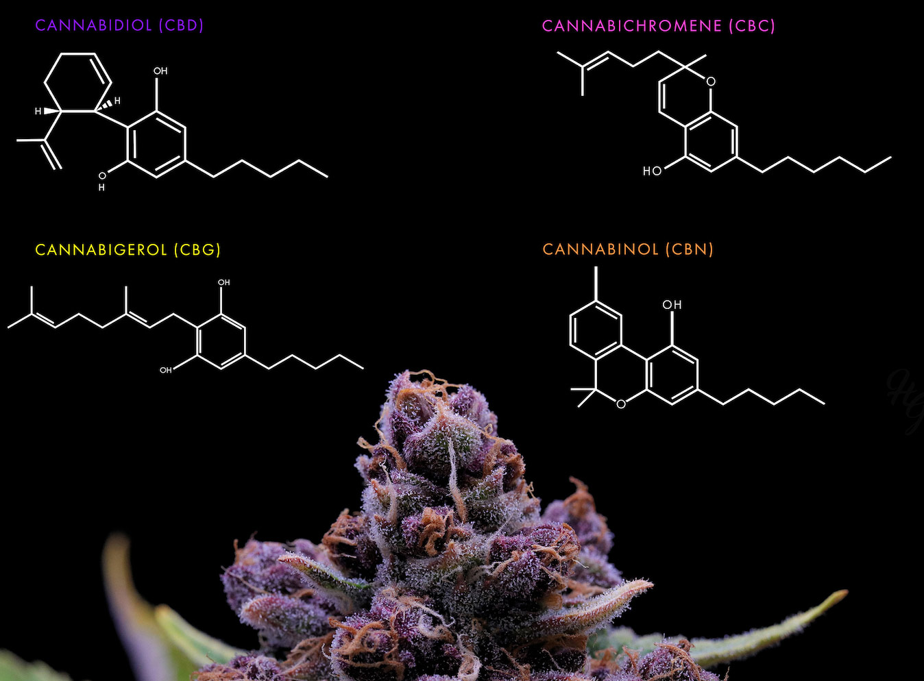 cannabinoids infographic